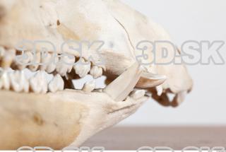 Skull photo reference 0025